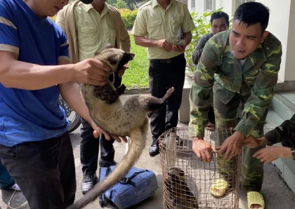 Releasing two civets back to nature