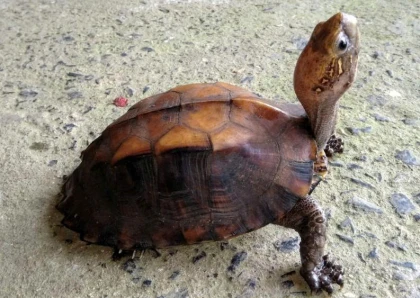 RECEPTION AND RELEASE OF A RARE MOUHOT’S BOX TURTLE BACK INTO THE NATURAL FOREST OF MY SON