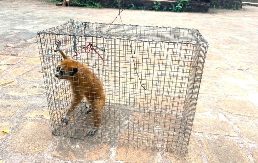 Ban Quản lý Di sản Văn hóa thế giới Mỹ Sơn tiếp nhận, thả về tự nhiên cá thể Cu li quý hiếm